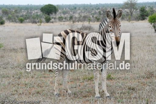 Zebra (7 von 28).jpg